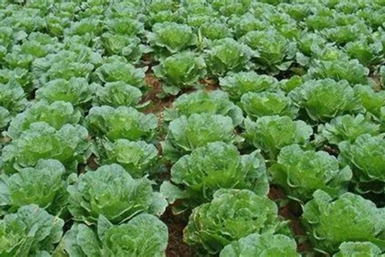 大白菜怎么做好水肥管理 白菜养殖技巧总结