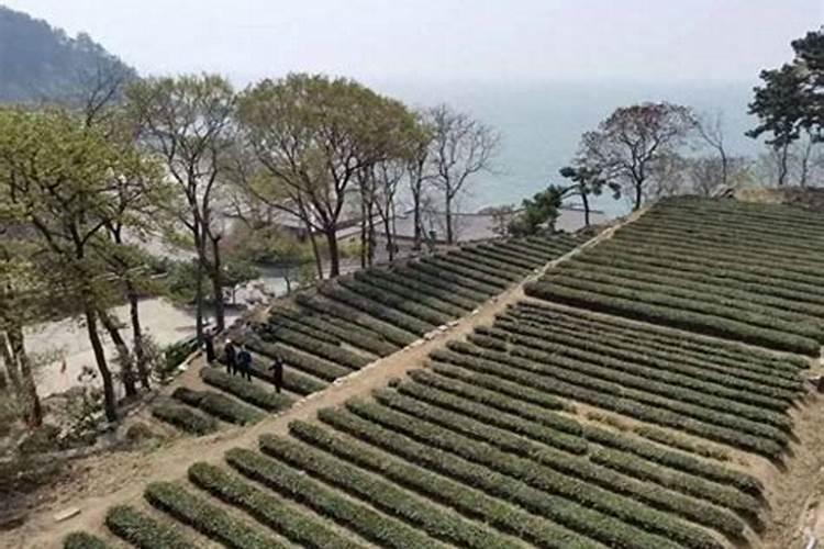 茶叶施磷肥选什么肥 茶叶施磷肥选哪种肥