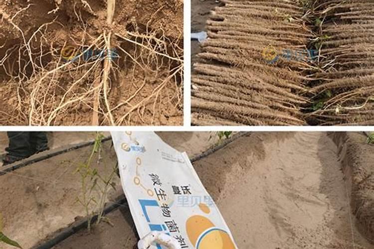 铵态氮的区别