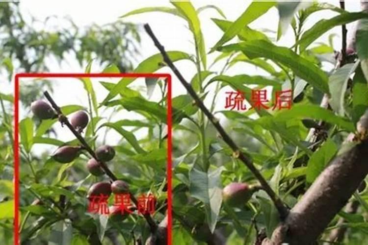 柑橘二次生理落果严重？选对肥料,转青快,坐果稳!