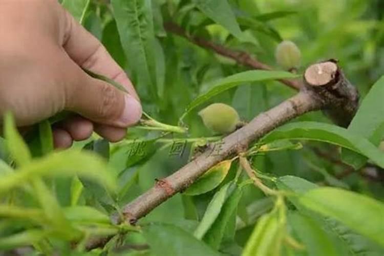 番茄果实膨大应该下什么肥料