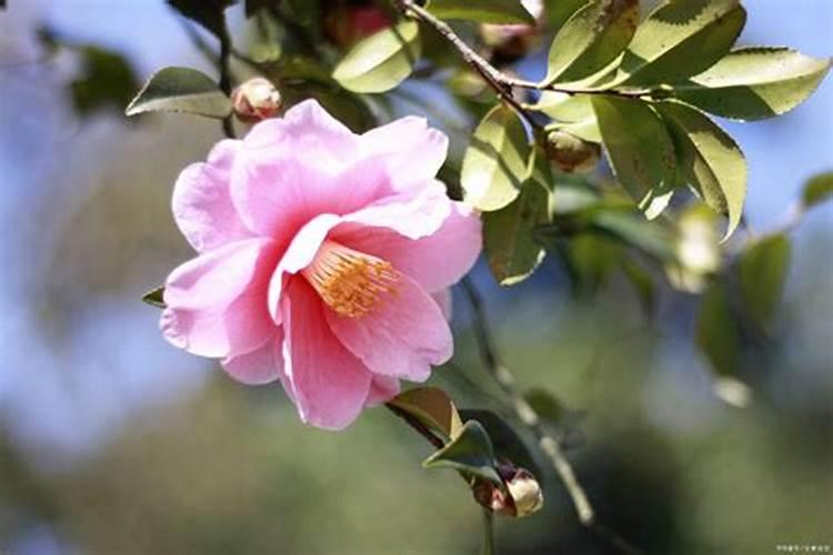 茶花用什么肥料好