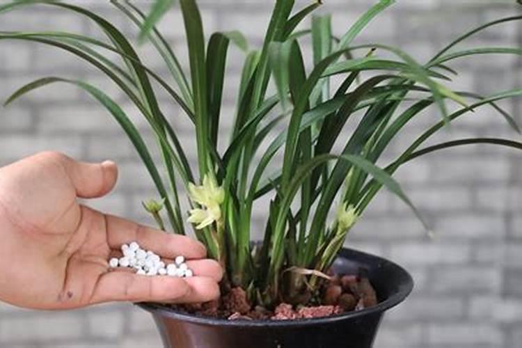 用什么植料养护兰花新芽新叶不停的长