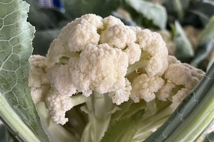 油菜叶面施肥时间及方法花卉百科