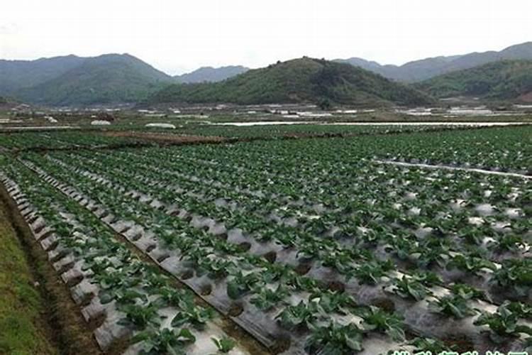 叶绿素和植物营养液是一样的吗