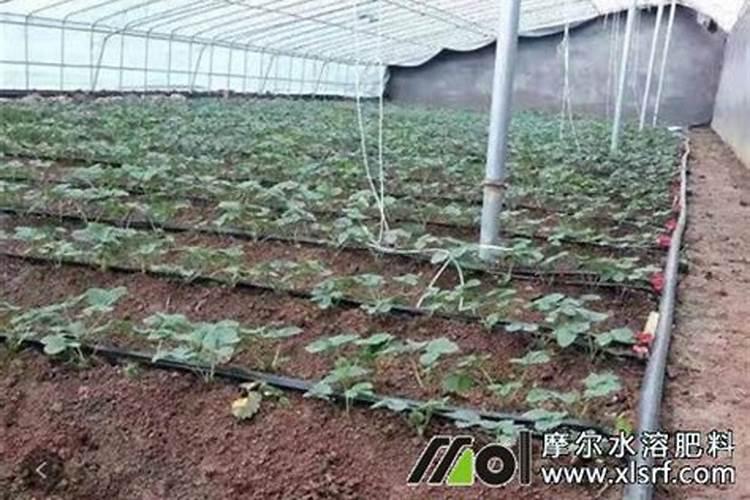 寡糖是什么？有什么作用？