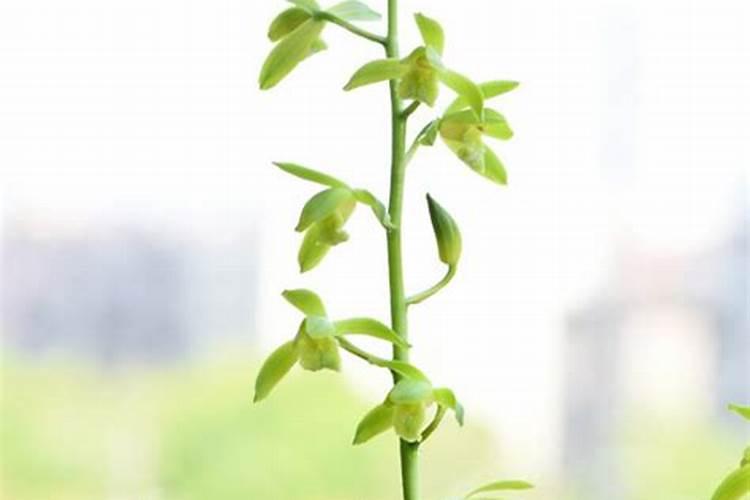 兰花分株后如何浇水施肥？