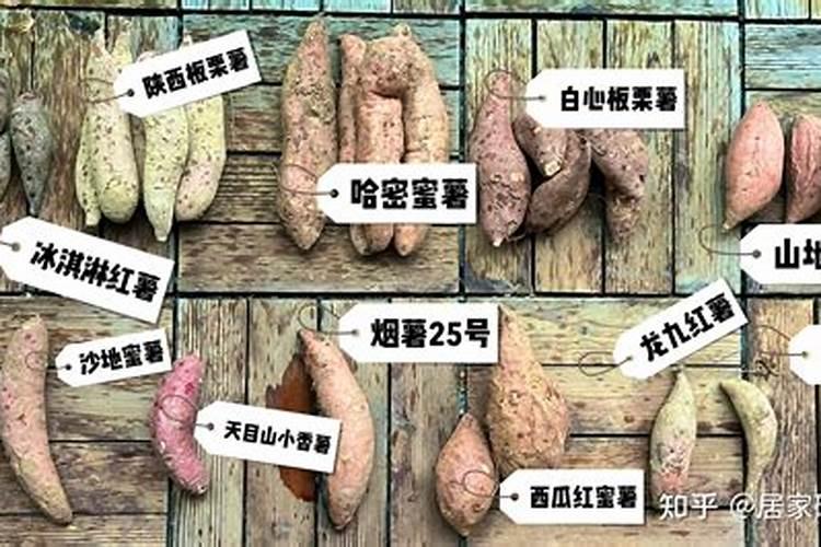 种红薯需要施肥吗？哪些肥料能帮红薯长得更好？