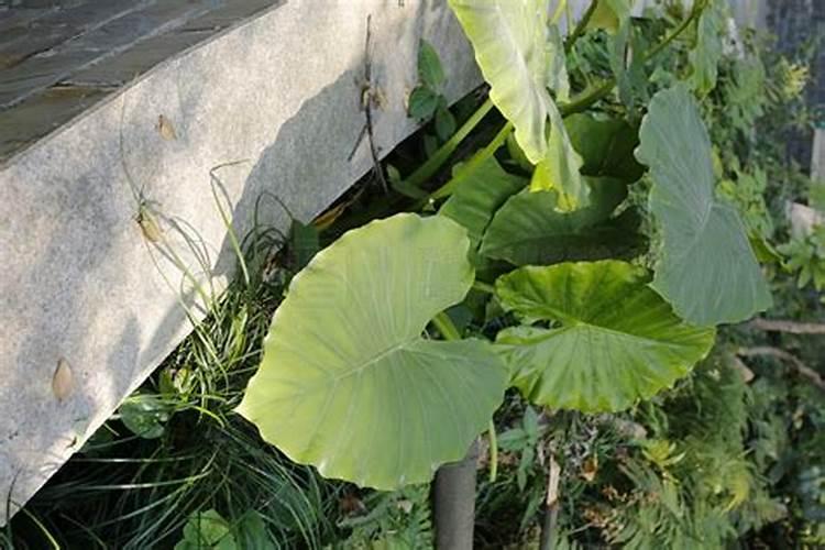 水培滴水观音(海芋)的养护