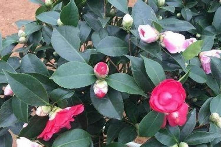 秋季已现花苞的茶花如何施肥和促花 要注意几件事