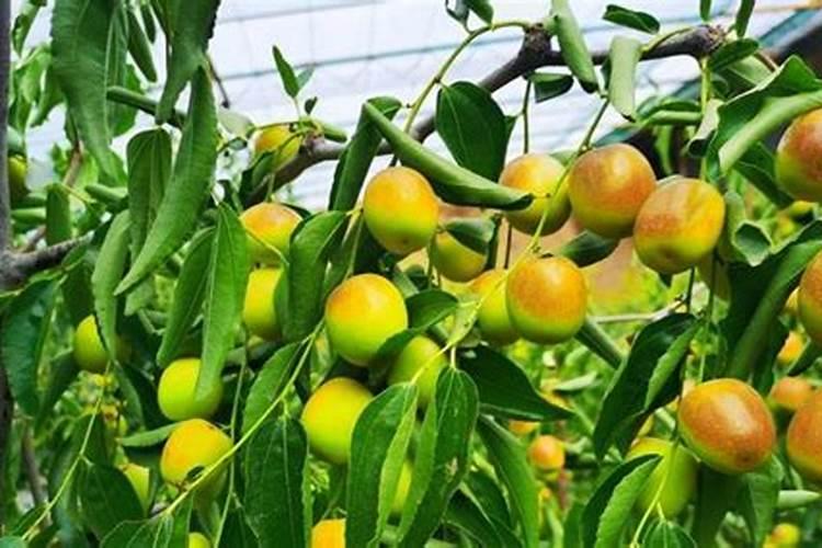 冬枣什么时候施硝酸钾最好？