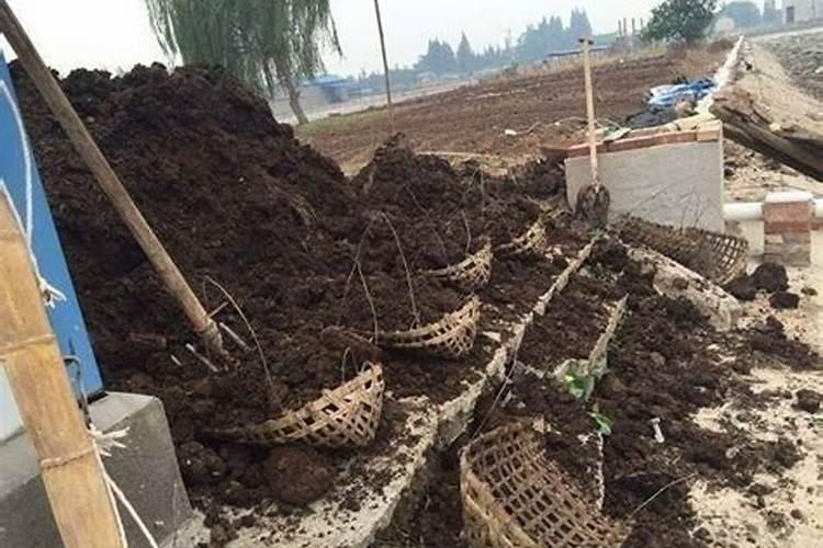 苗木种植一般用什么肥料