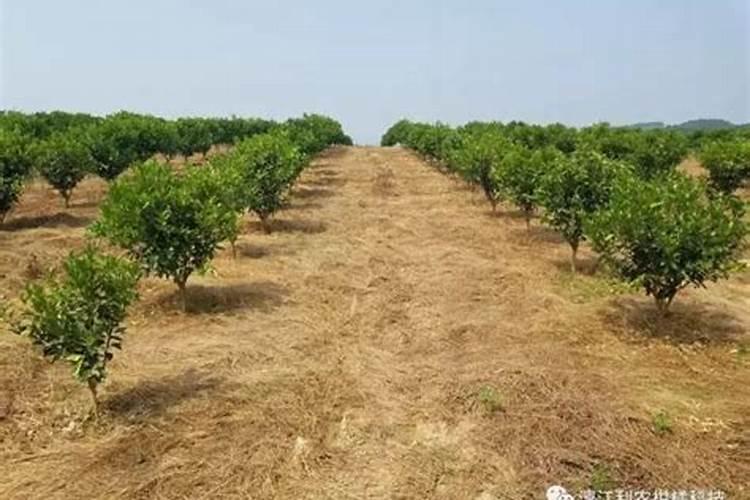 钾肥等商品取消出口关税
