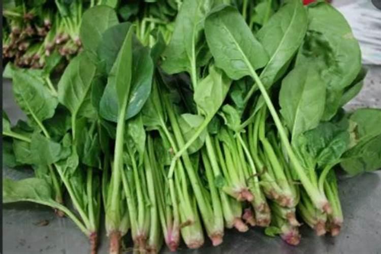 请问老师菠菜发黄什么原因
