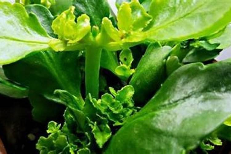 月季梅雨季节怎么施肥？