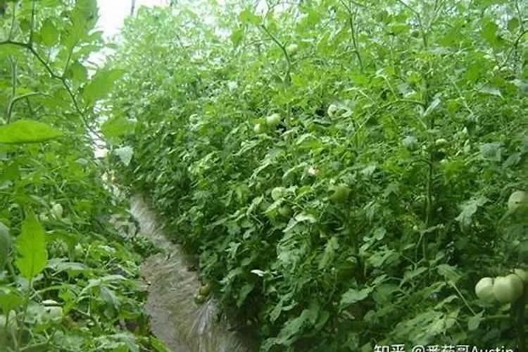 硼砂可以直接撒到土里做肥吗