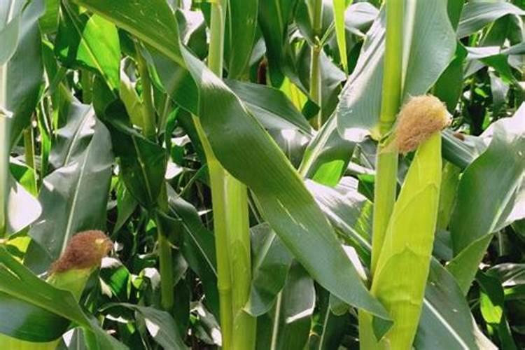 玉米灌浆期追什么肥料最好