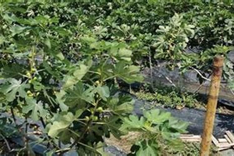 盆栽无花果施什么肥最好
