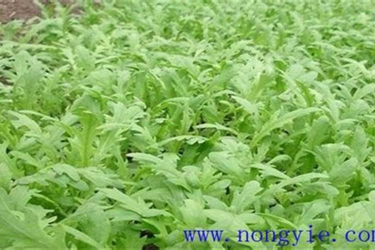 茼蒿怎么施肥 茼蒿的施肥技术