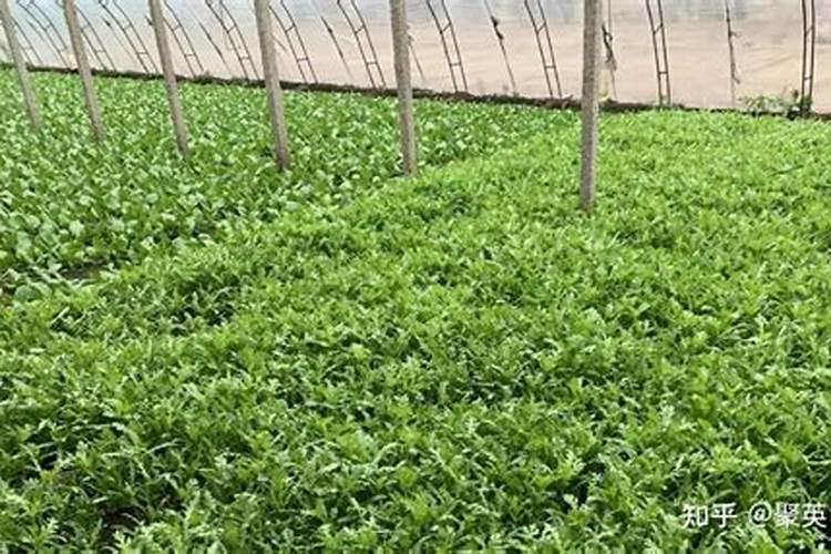 大棚茼蒿怎样种植 大棚茼蒿种植技术要点
