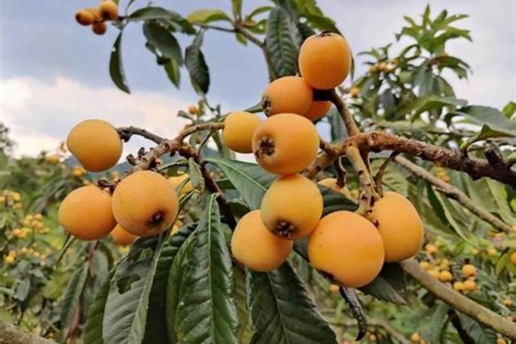 种植阳光玫瑰葡萄时,需要施什么肥呢？