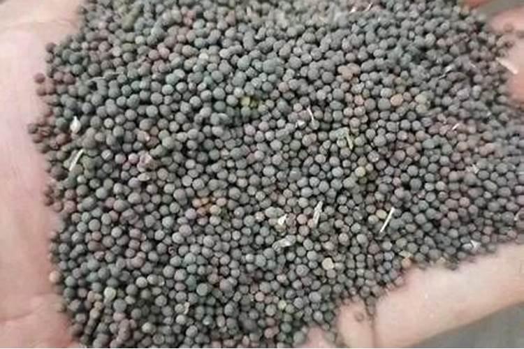 油菜追施应该在哪个阶段？给油菜浇水要注意什么呢？