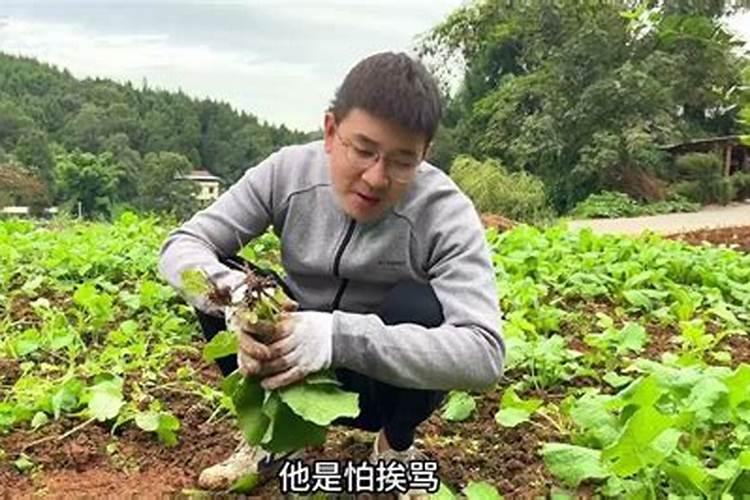 油菜籽直播的最佳时间