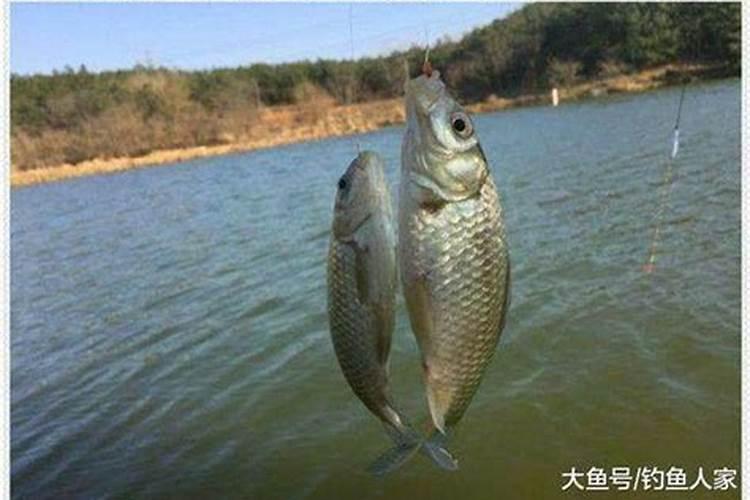 为什么撒化肥钓不到鱼,撒化肥三天下雨有效吗
