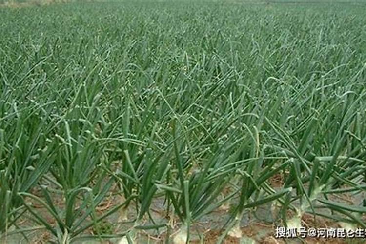 洋葱最好的肥料是什么？