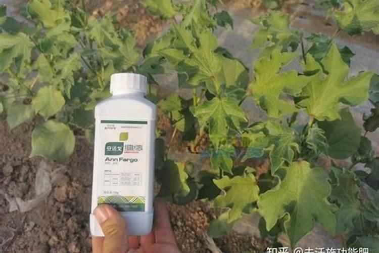 锌肥能膨大棉花吗？