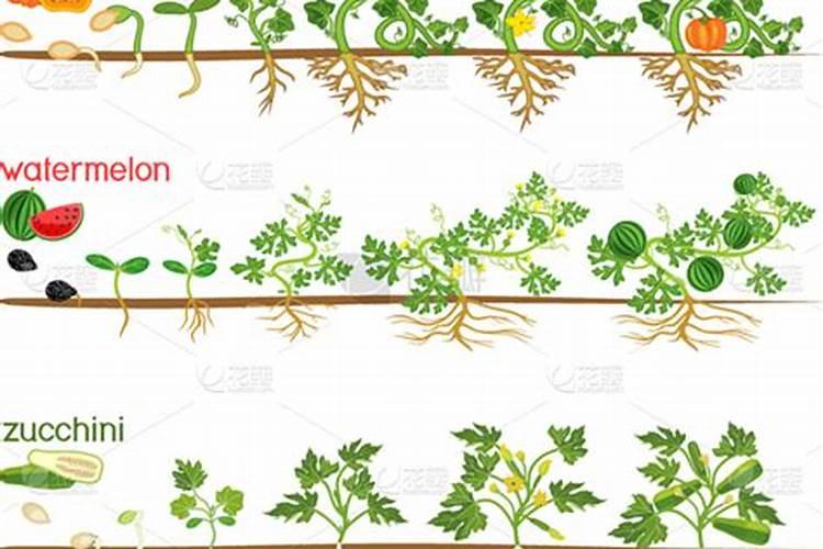 黑水肥料浇在南瓜叶上面行吗？