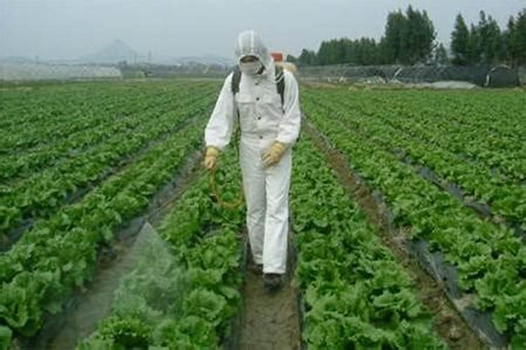 蛋白的口感和味道有哪些特点？