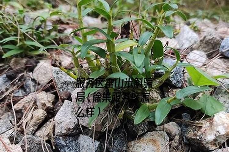 霍山米斛如何养殖