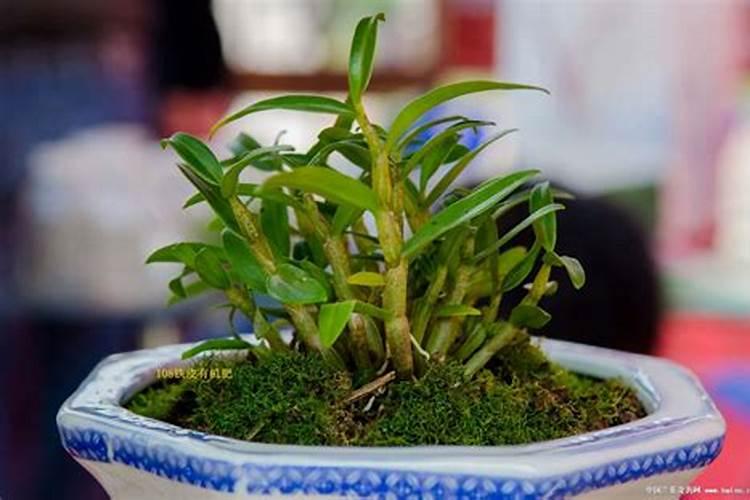 米斛种植方法
