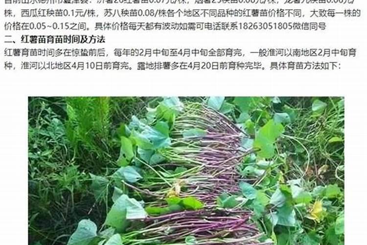 如何种番薯