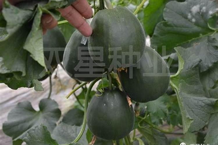 北方冷棚甜瓜春天几月份下种