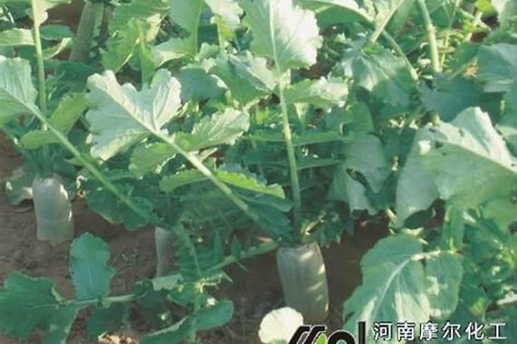 三七各个生物期的施肥方案