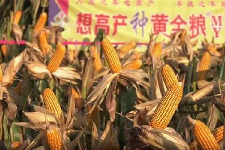玉米喷叶面肥有用吗