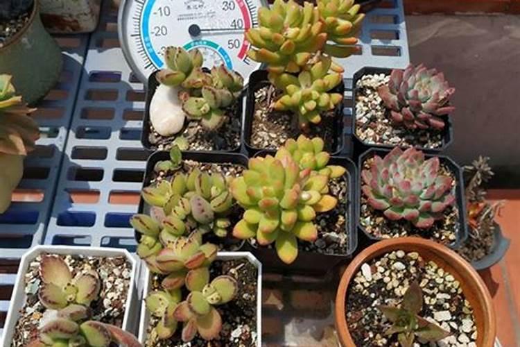 多肉植物能喷磷钾肥吗