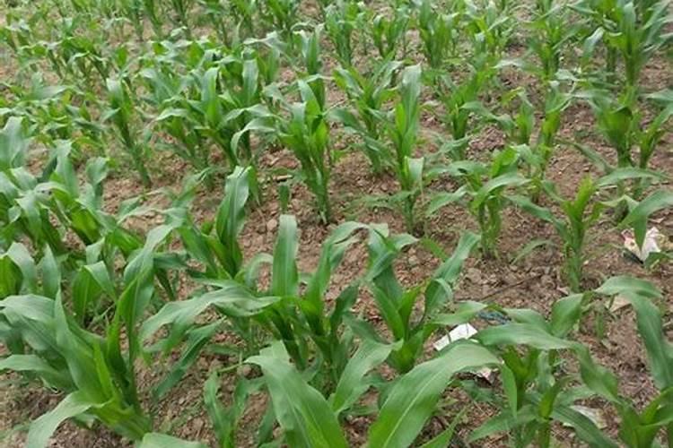 玉米使用什么叶面肥好(玉米喷施什么叶面肥效果最好)