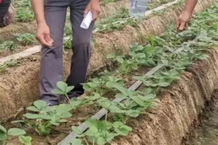 苹果用什么水溶肥好