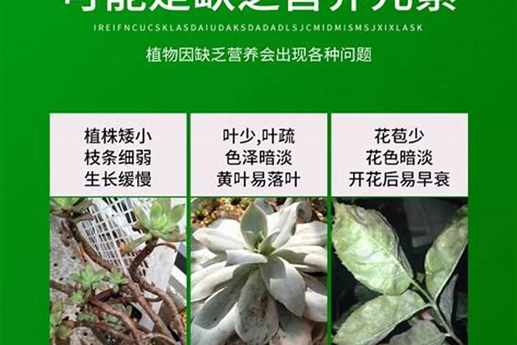 使叶子变绿的肥料、绿植需要的肥料有哪些