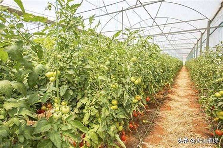 种植黄瓜如何使用磷酸二氢钾？