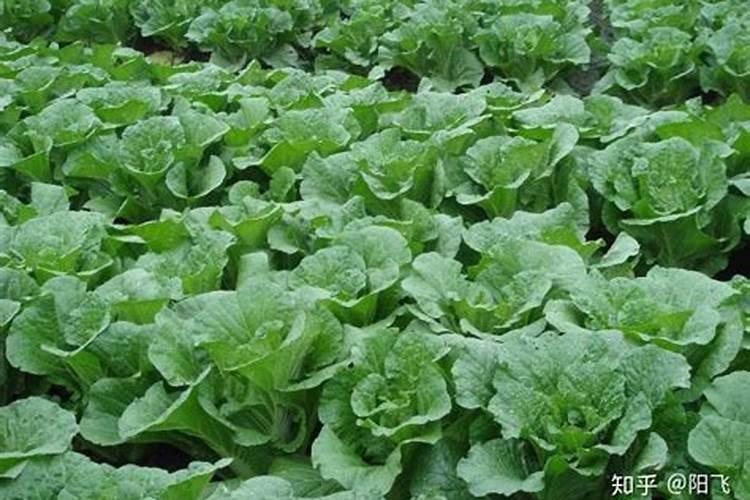 种白菜底肥施什么化肥好