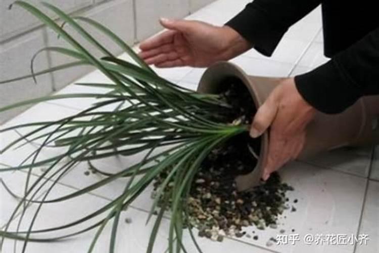 兰花怎么养 注意避开这些坑