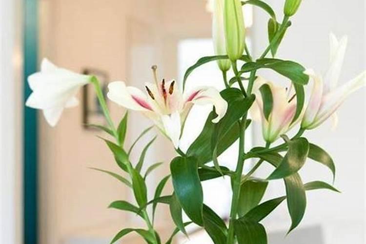 盆栽百合花施什么肥好,百合花怎么施肥/施用氮肥