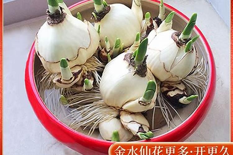 风雨兰花谢后如何处理,修剪残花累积养分促进下次开花