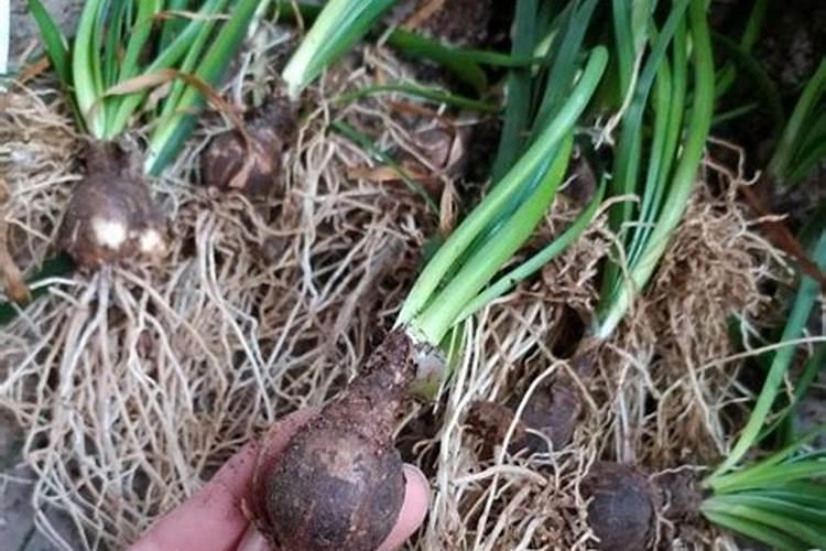 夏天都开哪些花开(夏季最常见的花介绍)
