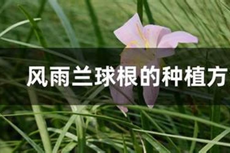 什么花最好养活且鲜艳？