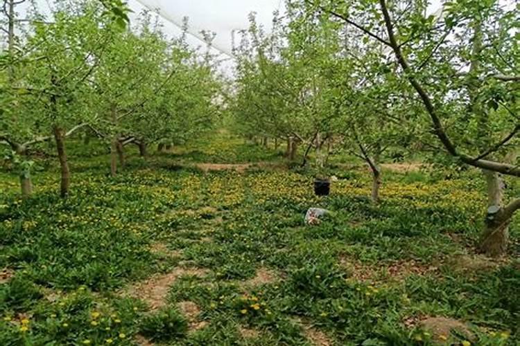 桃园种植绿肥有什么好处